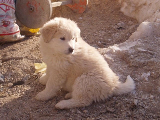 Lhasa si ne izgublja energije po nepotrebnem, raje jo hrani za nujne primere.