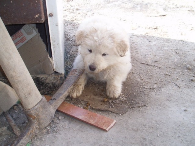 Lhasa - bo pravi delovni pes, se je že lotila orodja!
