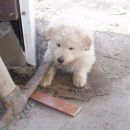 Lhasa - bo pravi delovni pes, se je že lotila orodja!