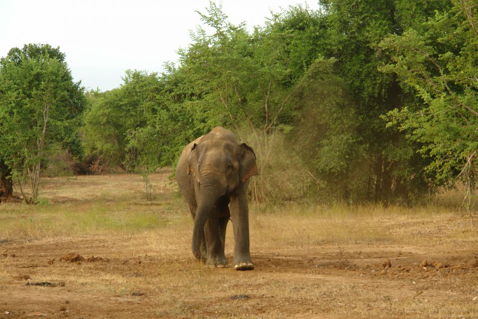 Sri Lanka 2 2014 - foto povečava