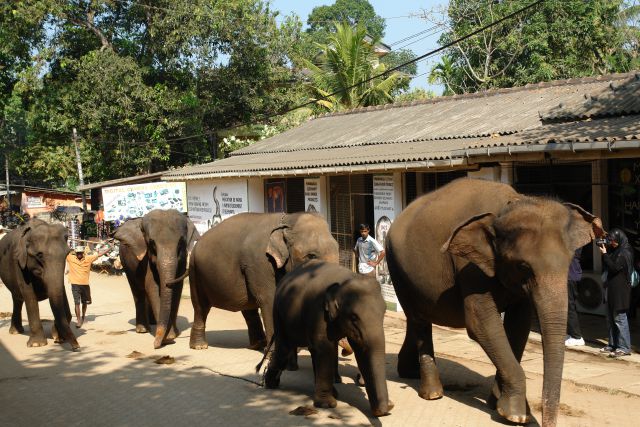 Sri Lanka 2 2014 - foto