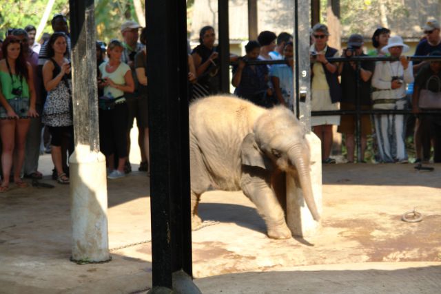 Sri Lanka 2 2014 - foto