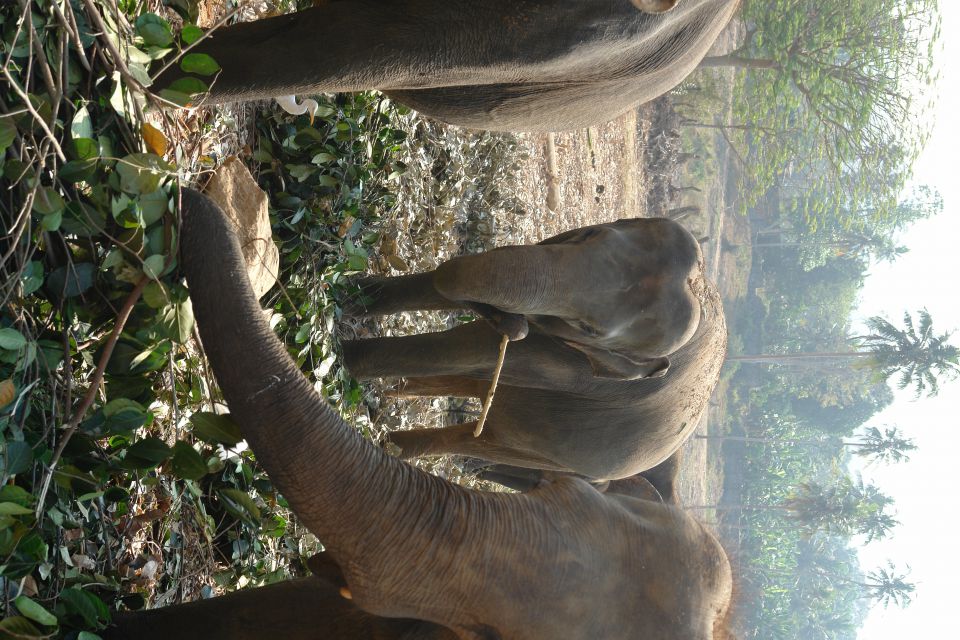 Sri Lanka 2 2014 - foto povečava