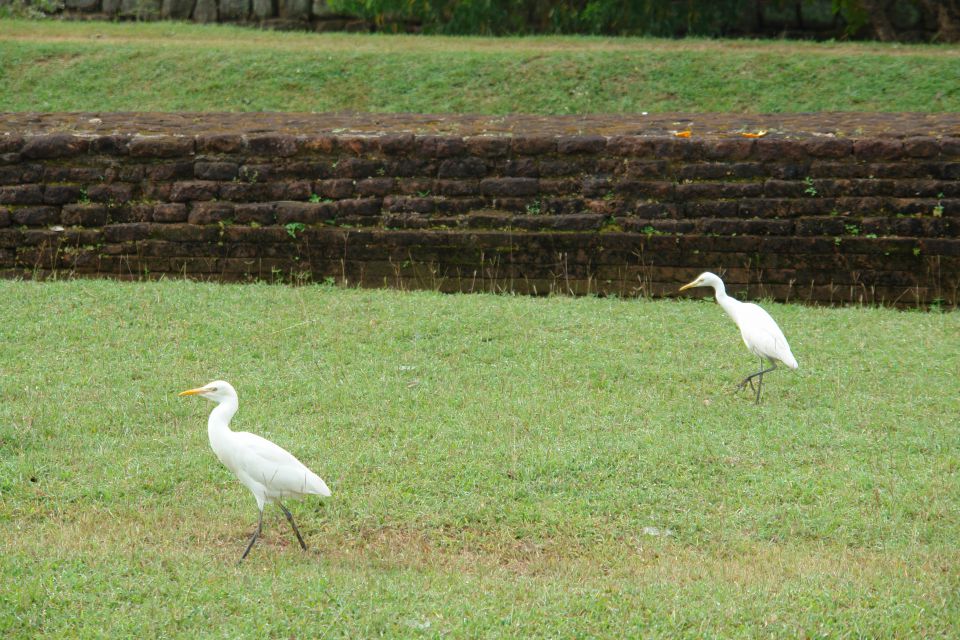 Sri Lanka 2, 2 2014 - foto povečava