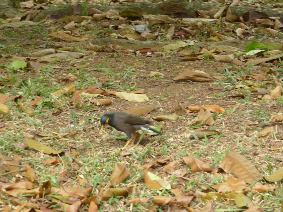 Sri Lanka 2, 2 2014 - foto povečava