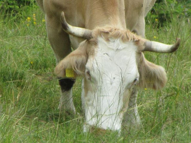 KOŠENJAK 05.7.2013 - foto