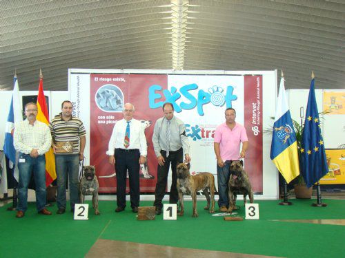 Dogo - foto povečava