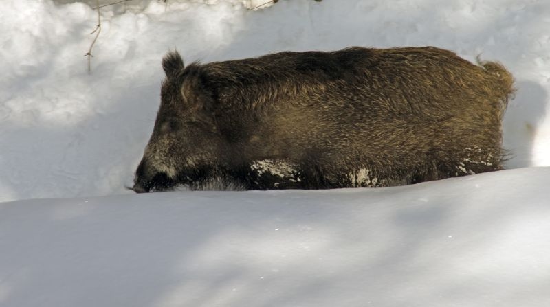 13. februar - foto povečava