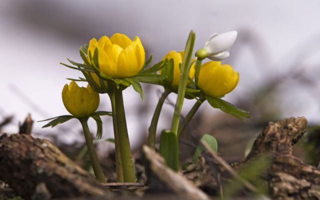 24. marec dopoldan - foto