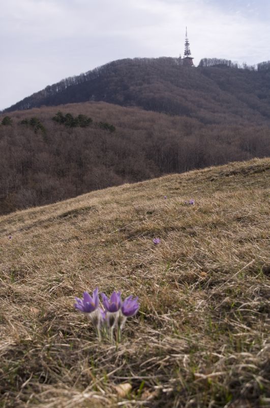 30. marec - foto povečava