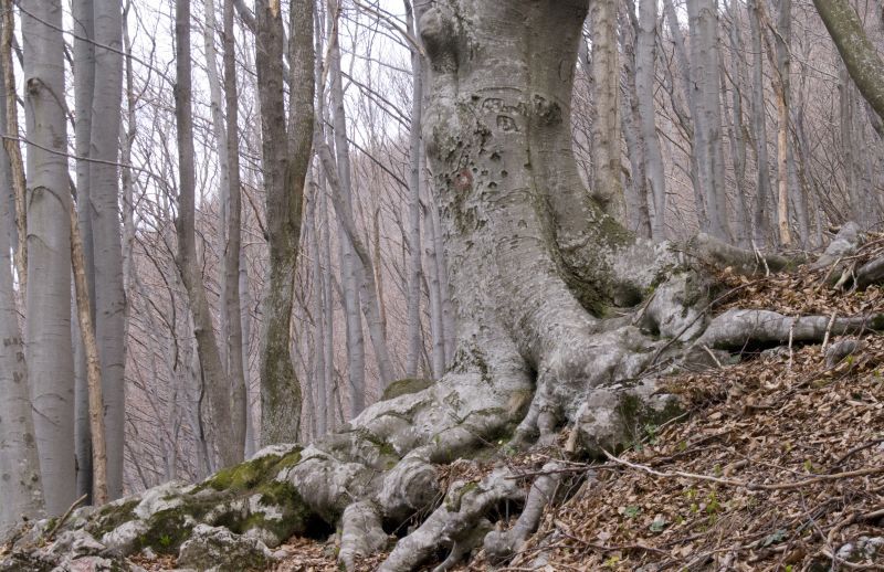 30. marec - foto povečava