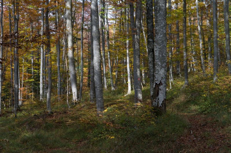 9. oktober - foto povečava