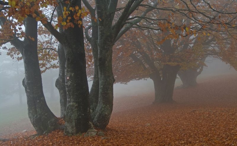 18. oktober - foto povečava