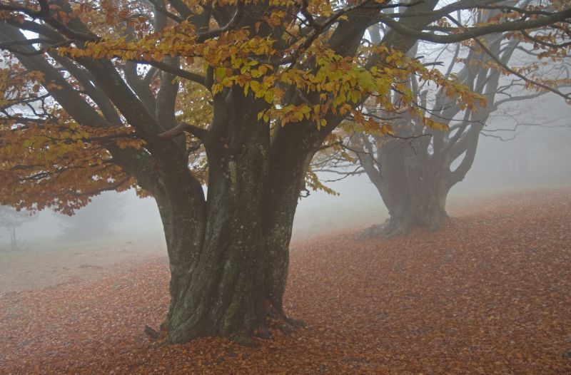 18. oktober - foto povečava