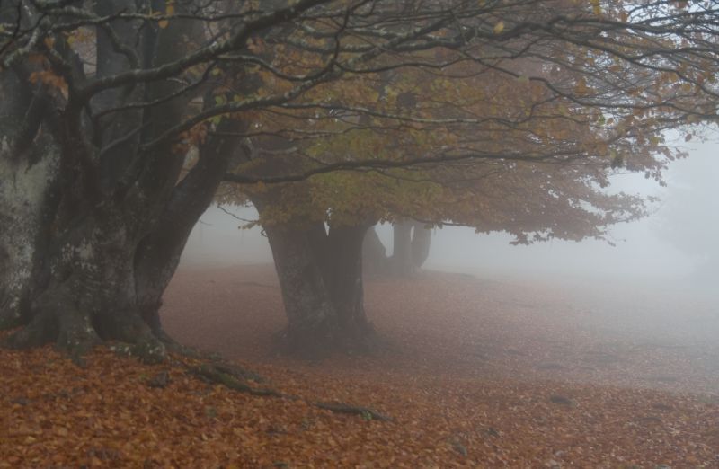 18. oktober - foto povečava