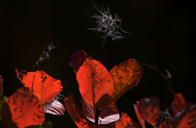 28. oktober - foto povečava