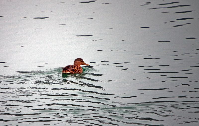 30. januar - foto povečava