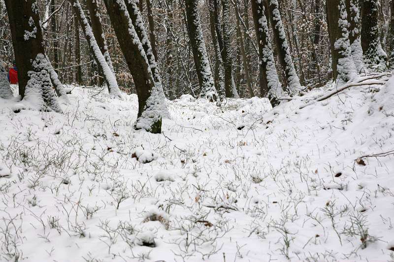 21. februar 11 - foto povečava