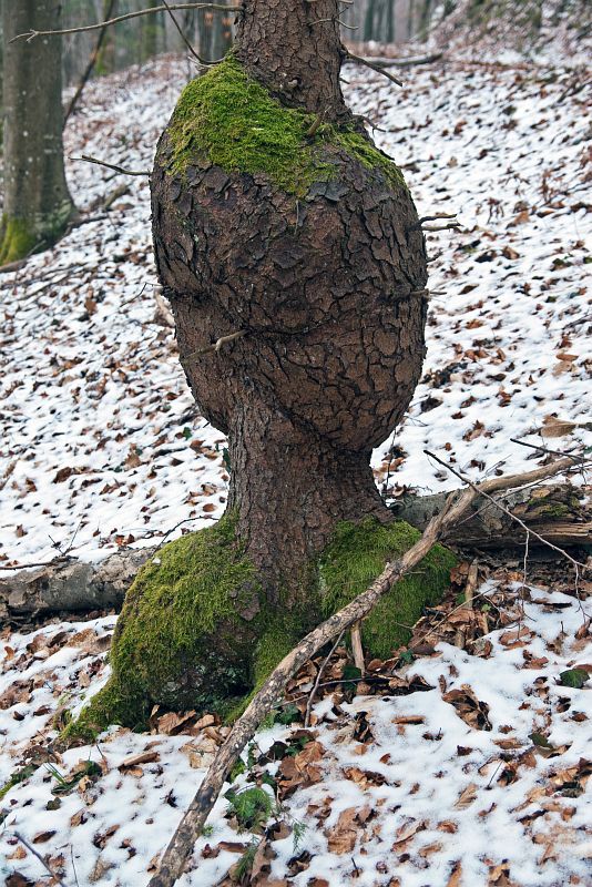 28. februar 11 - foto povečava