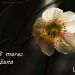 8. marec 11