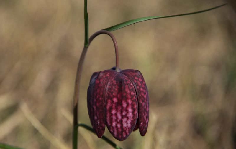 30 marec 11 - foto povečava