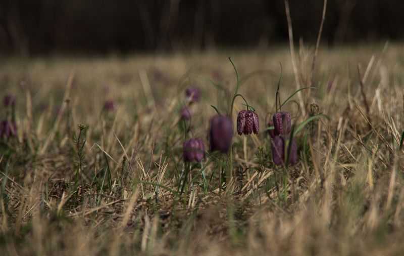 30 marec 11 - foto povečava