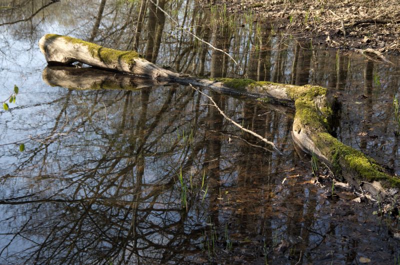 30 marec 11 - foto povečava