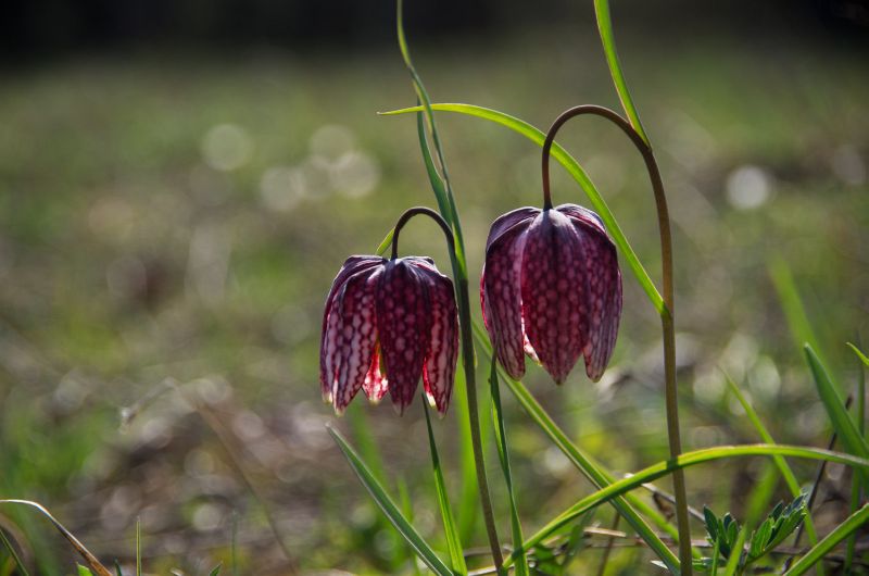 30 marec 11 - foto povečava