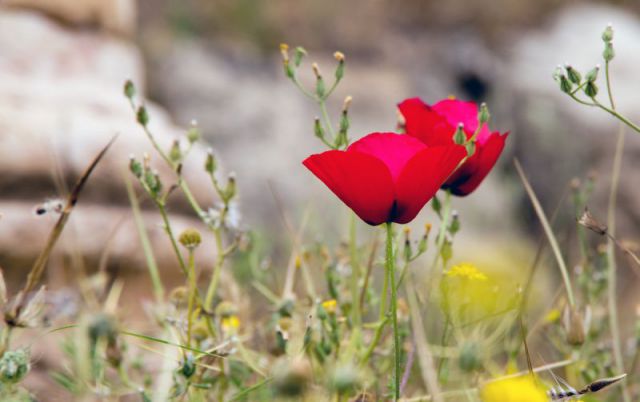 2. maj 11 - Jordanija 7. ( zadnji ) dan - foto