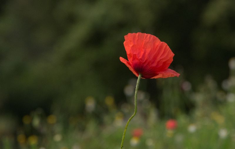 15 maj 11 - foto povečava