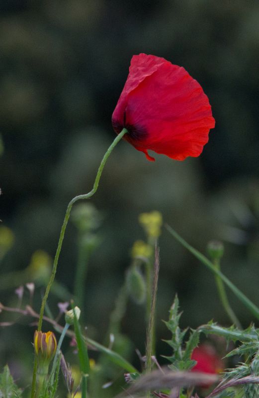 15 maj 11 - foto povečava