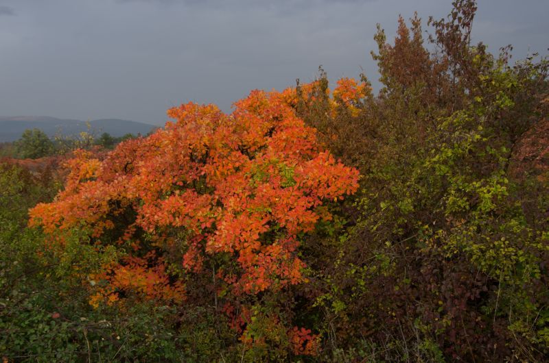 7. november 11 - foto povečava