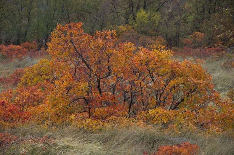 7. november 11 - foto povečava