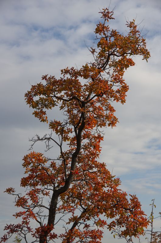 7. november 11 - foto povečava