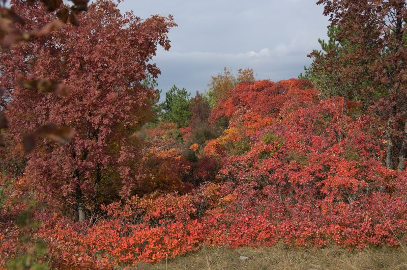 7. november 11 - foto povečava