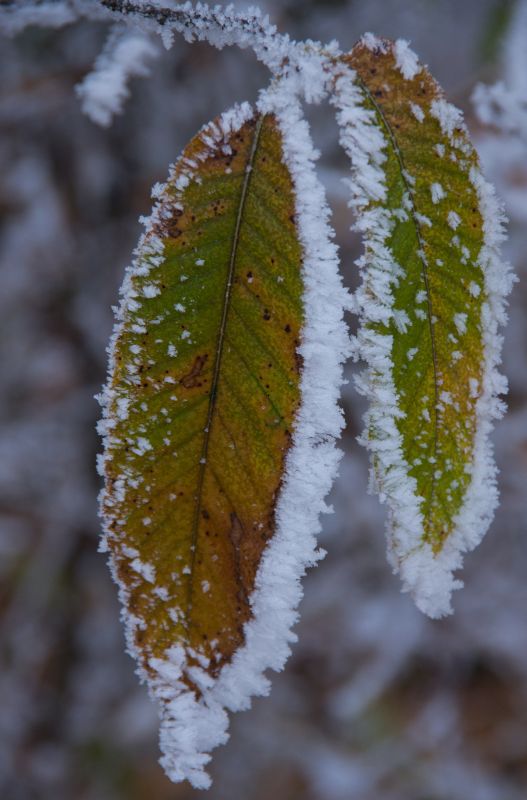 23 november 11 - foto povečava