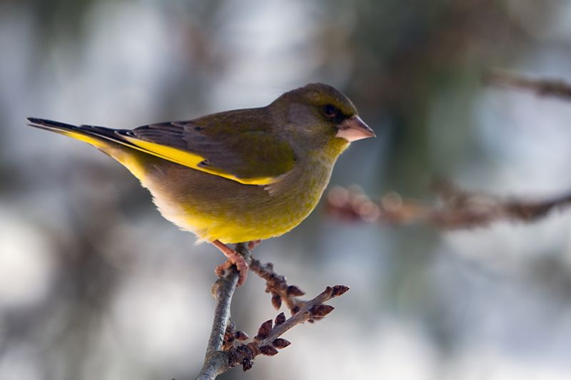 5. februar 12 - foto povečava