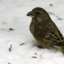 12. februar 12
