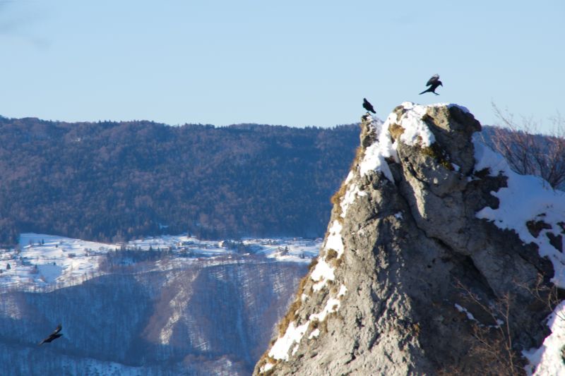 16. februar 12 - foto povečava