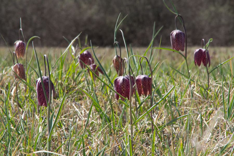 2. april 12 - foto povečava