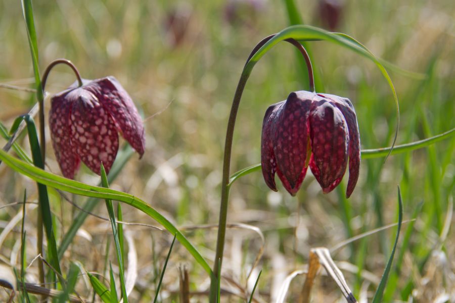 2. april 12 - foto povečava