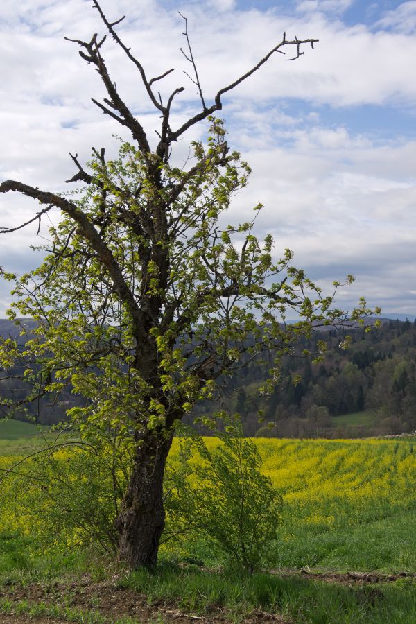 11. april 12 - foto povečava