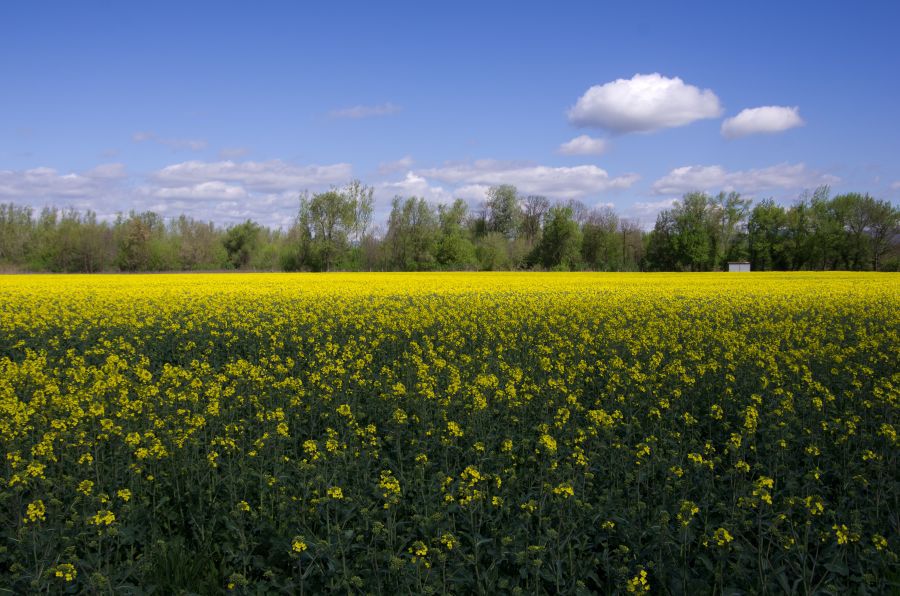 19. april 12 - foto povečava