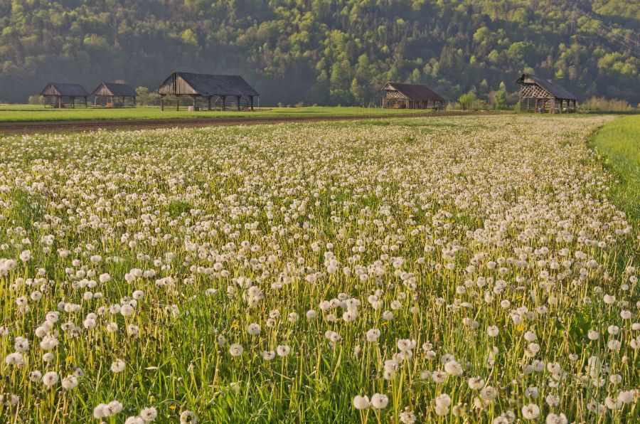 28. april 12 - foto povečava