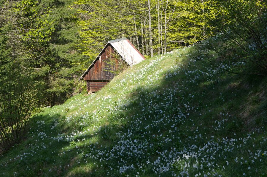 10 maj 12 - foto povečava