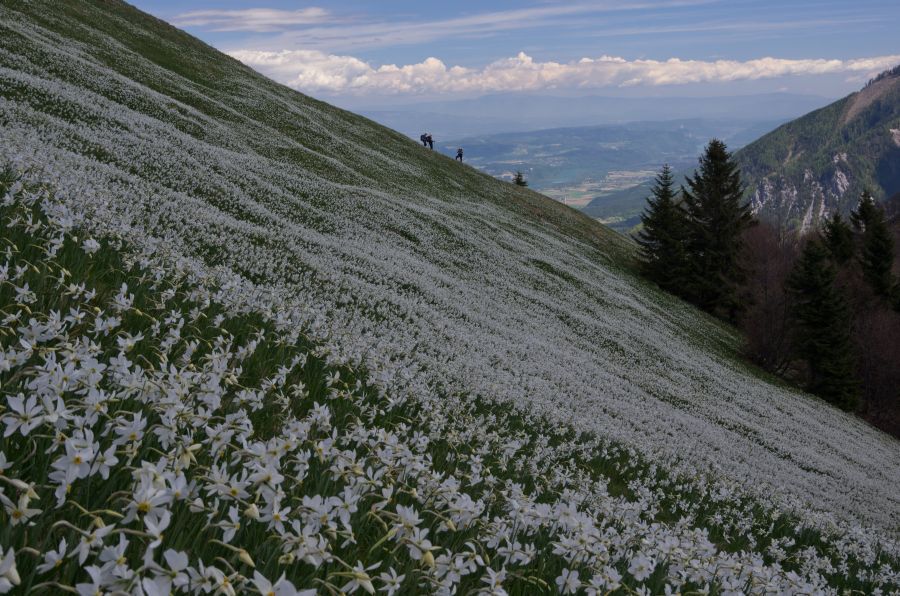 10 maj 12 - foto povečava