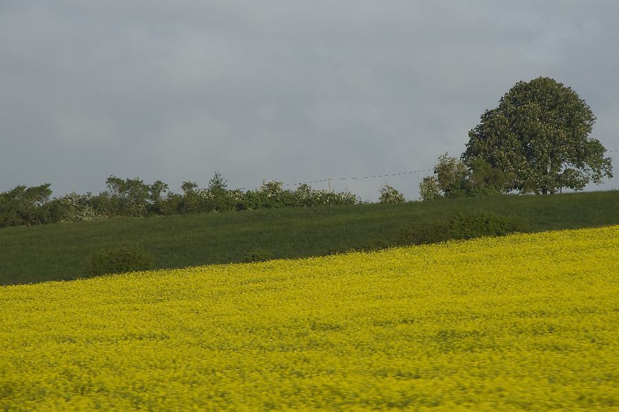 16, maj 12 - foto povečava