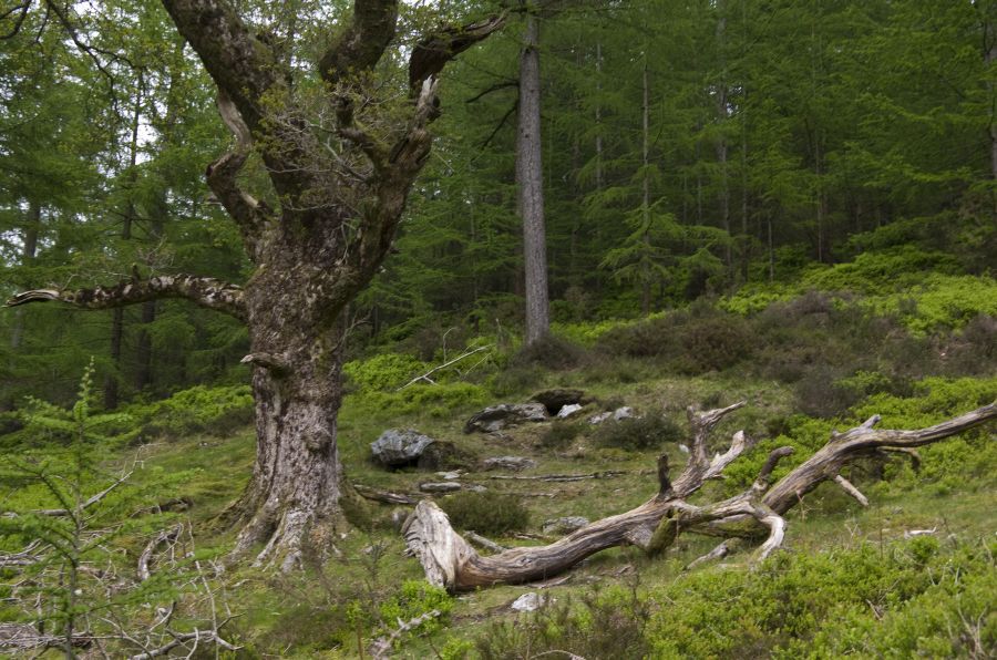 17. maj 12 - foto povečava