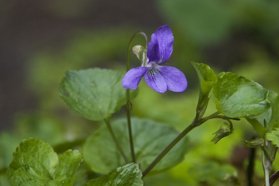 19. maj 12 - foto povečava