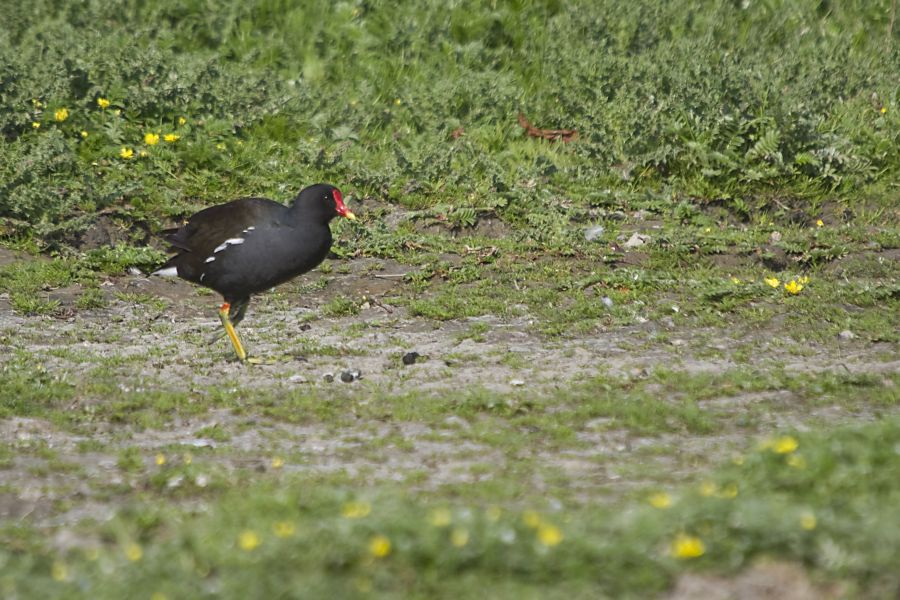 27. maj 12 - foto povečava